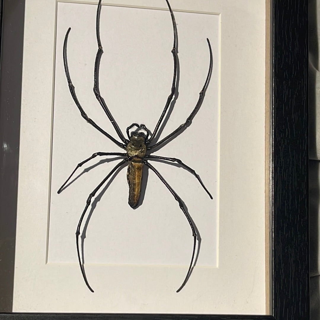 Large Orb Spider (Nephila maculata) in a frame