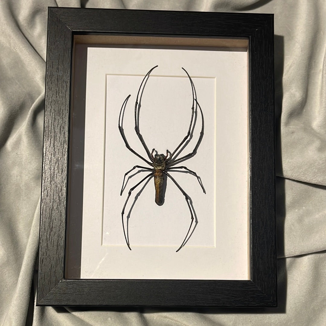 Large Orb Spider (Nephila maculata) in a frame